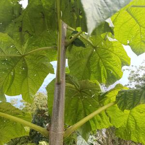 Paulownia en France
