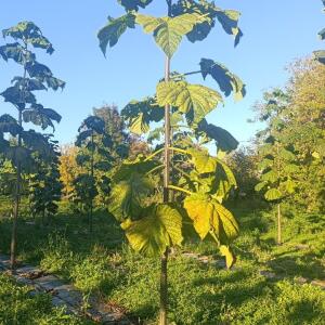 Paulownia en France