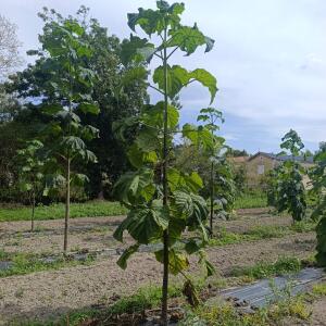 Paulownia en France
