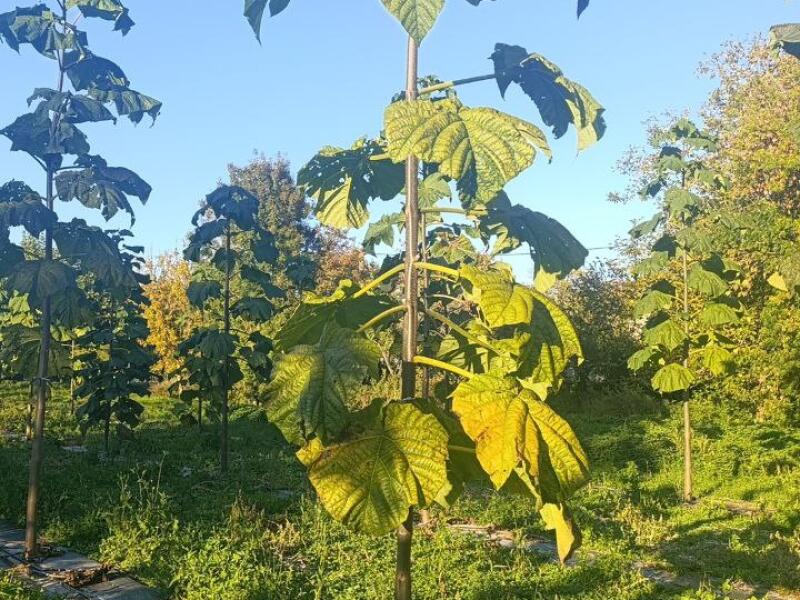 Paulownia en France