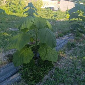 Paulownia en France