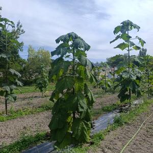 Paulownia en France