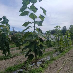 Paulownia en France