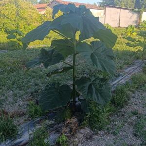 Paulownia en France