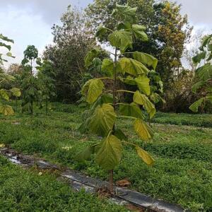 Paulownia en France