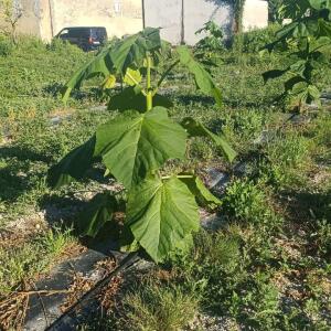 Paulownia en France