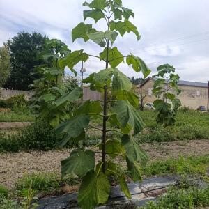 Paulownia en France