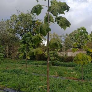 Paulownia en France