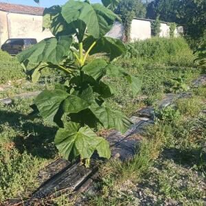 Paulownia en France