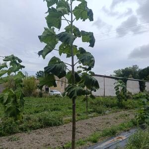 Paulownia en France