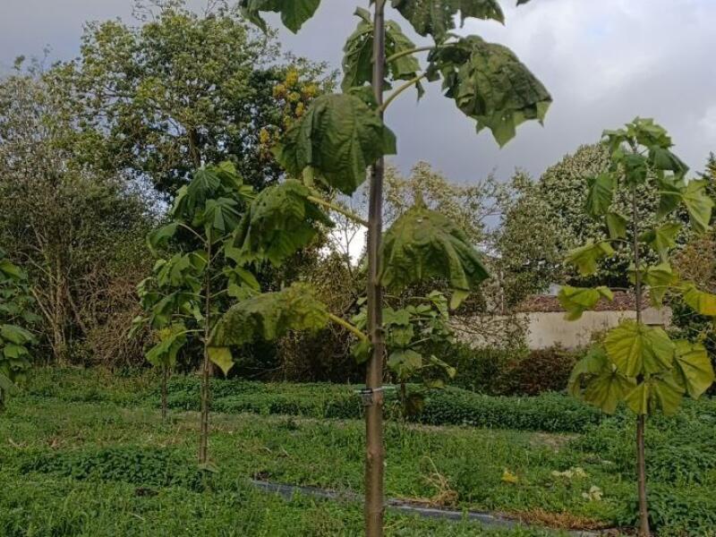 Paulownia en France