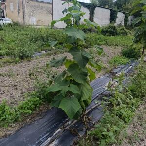 Paulownia en France