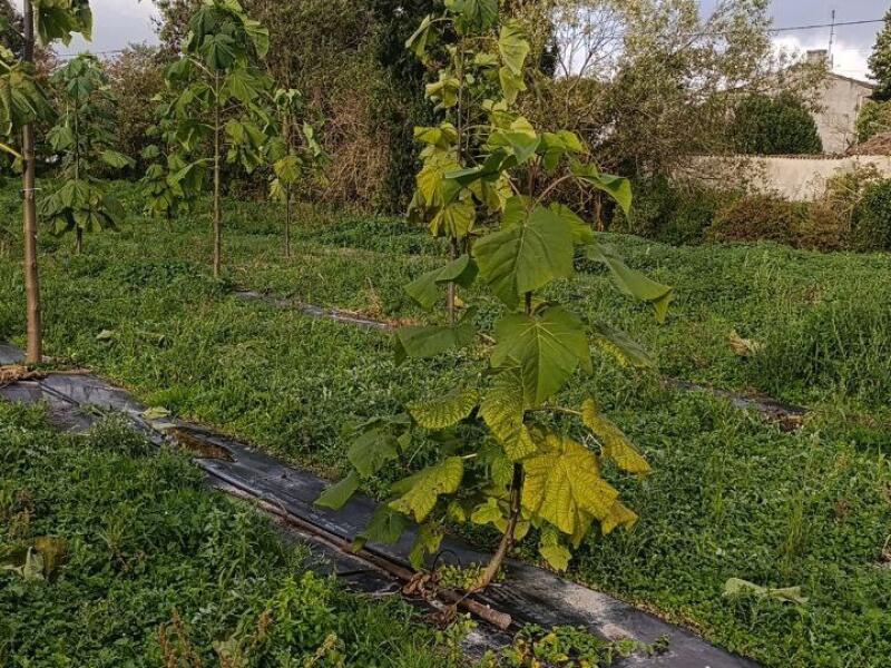 Paulownia en France