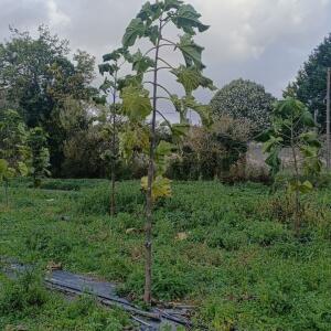 Paulownia en France