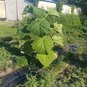 Paulownia en France