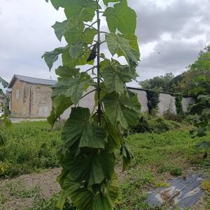 Paulownia en France