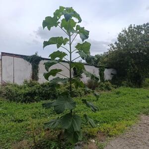 Paulownia en France