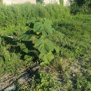 Paulownia en France