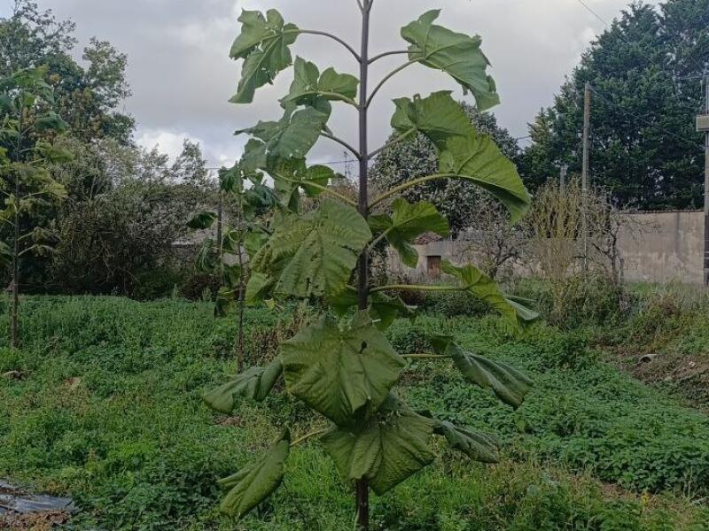 Paulownia en France