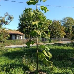 Paulownia en France - 17 October 2025