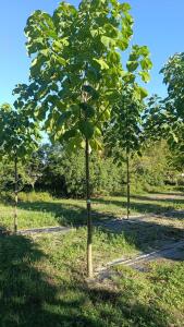 Paulownia en France