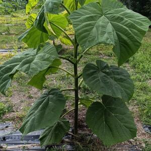 Paulownia en France