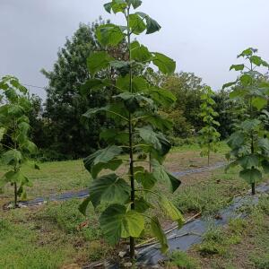 Paulownia en France