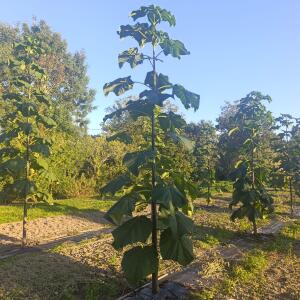 Paulownia en France