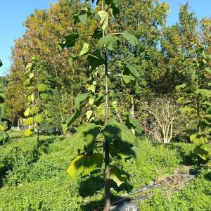 Paulownia en France - 17 October 2025