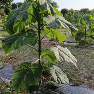 Paulownia en France