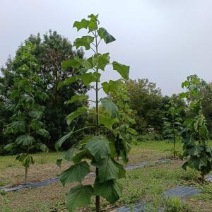 Paulownia en France