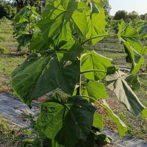 Paulownia en France