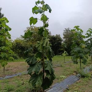 Paulownia en France