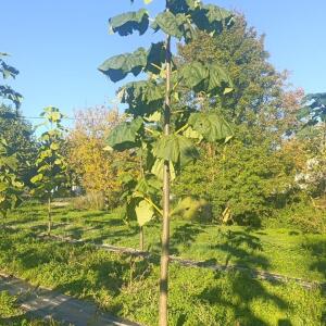 Paulownia en France - 17 October 2025