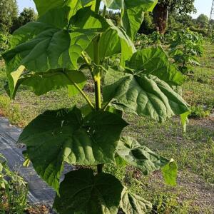 Paulownia en France