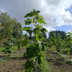 Paulownia en France