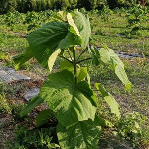 Paulownia en France
