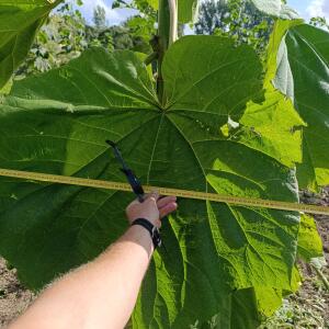Paulownia en France