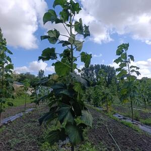 Paulownia en France