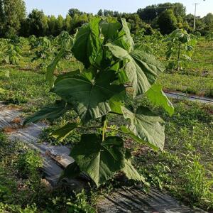 Paulownia en France
