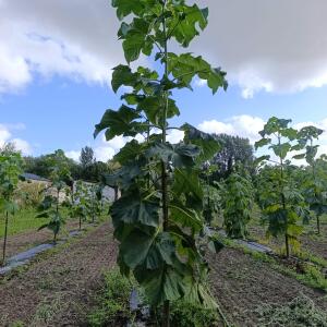 Paulownia en France
