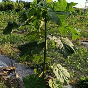 Paulownia en France