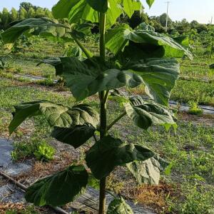 Paulownia en France