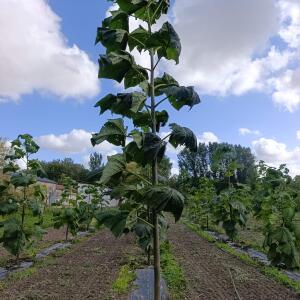 Paulownia en France