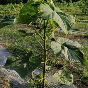 Paulownia en France