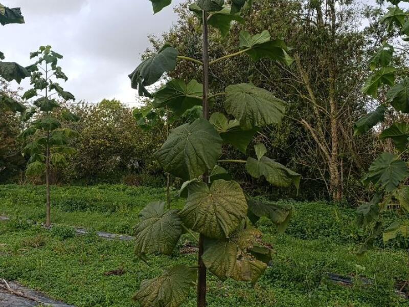 Paulownia en France