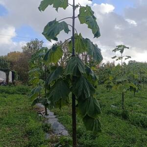 Paulownia en France