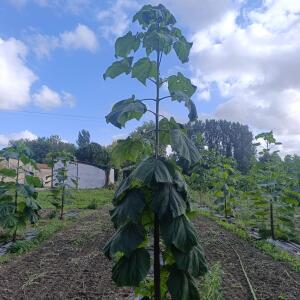 Paulownia en France