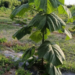 Paulownia en France
