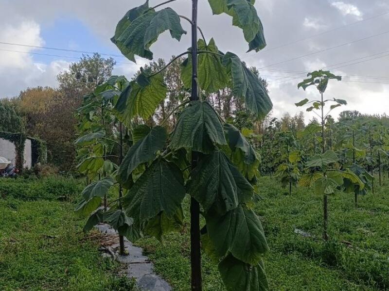 Paulownia en France